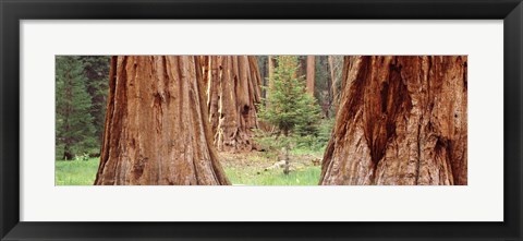 Framed Sapling among full grown Sequoias, Sequoia National Park, California, USA Print