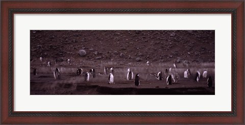 Framed Penguins make their way to the colony, Baily Head, Deception Island, South Shetland Islands, Antarctica Print