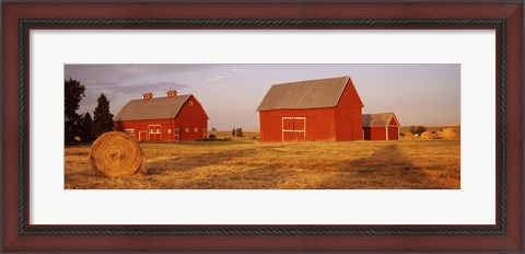 Framed Red barns in a farm, Palouse, Whitman County, Washington State, USA Print