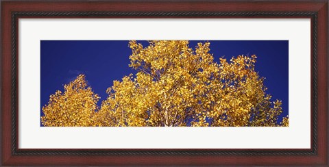 Framed Aspen trees against a Blue Sky, Colorado Print