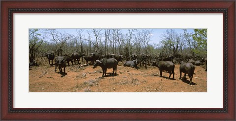 Framed Herd of Cape buffaloes wait out in the minimal shade of thorn trees, Kruger National Park, South Africa Print