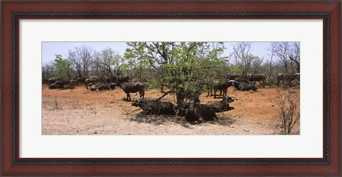 Framed Cape buffaloes resting under thorn trees, Kruger National Park, South Africa Print