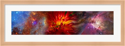Framed Hubble galaxy with red chrysanthemums Print