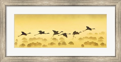 Framed Flamingos landing, Kenya Print