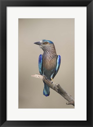 Framed Close-up of an Indian roller (Coracias benghalensis), India Print