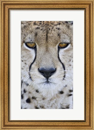 Framed Close-up of a cheetah (Acinonyx jubatus), Tanzania Print