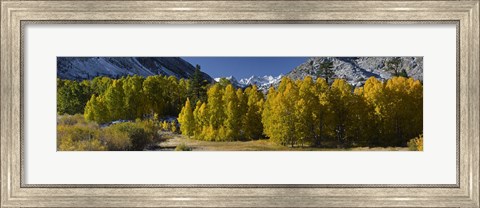 Framed Quaking aspens (Populus tremuloides) in autumn, Californian Sierra Nevada, Bishop, California, USA Print