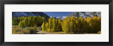 Framed Quaking aspens (Populus tremuloides) in autumn, Californian Sierra Nevada, Bishop, California, USA Print