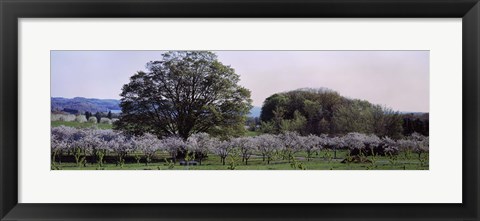 Framed Cherry trees in an Orchard, Michigan, USA Print