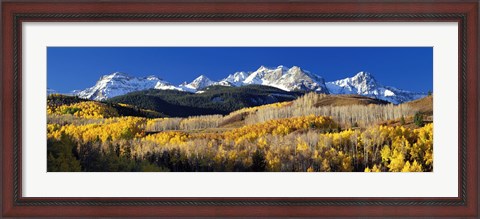 Framed USA, Colorado, Rocky Mountains, aspens, autumn Print