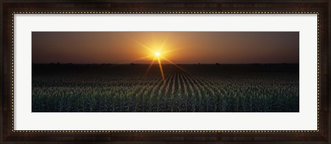 Framed Sunrise, Crops, Farm, Sacramento, California, USA Print