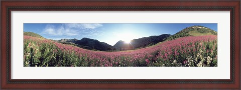 Framed Albion Basin UT USA Print