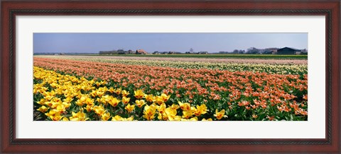 Framed Field Of Flowers, Egmond, Netherlands Print