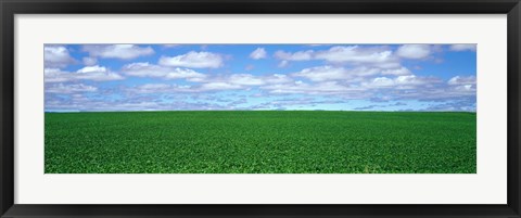 Framed Bush Bean Field, Mcminnville, Oregon, USA Print