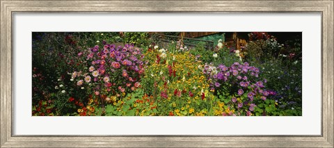 Framed Close-up of flowers, Muren, Switzerland Print