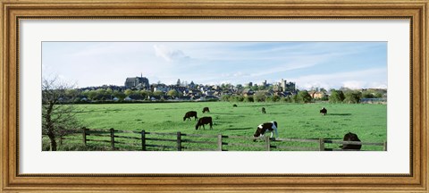 Framed Cows grazing in a field with a city in the background, Arundel, Sussex, West Sussex, England Print