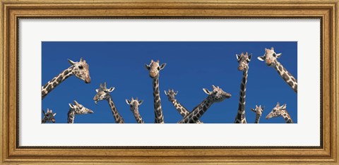 Framed Curious Giraffes (concept) Kenya Africa Print