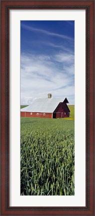 Framed Barn in a wheat field, Washington State (vertical) Print