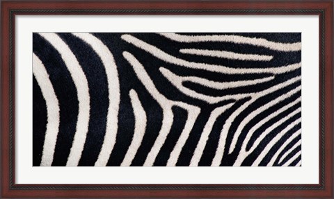 Framed Close-up of Greveys zebra stripes Print