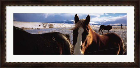 Framed Horses in a field, Montana, USA Print