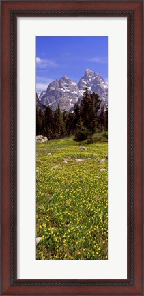 Framed Glacier lilies on a field, North Folk Cascade Canyon, Grand Teton National Park, Wyoming, USA Print