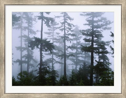 Framed Silhouette of trees with fog, Douglas Fir, Hemlock Tree, Olympic Mountains, Olympic National Park, Washington State, USA Print