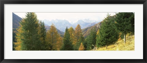 Framed Larch trees with a mountain range in the background, Dolomites, Cadore, Province of Belluno, Veneto, Italy Print