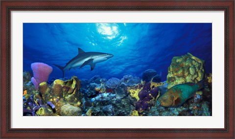 Framed Caribbean Reef shark (Carcharhinus perezi) Rainbow Parrotfish (Scarus guacamaia) in the sea Print