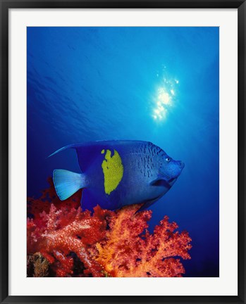 Framed Yellow-Banded angelfish (Pomacanthus maculosus) with soft corals in the ocean Print