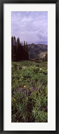 Framed Forest, Washington Gulch Trail, Crested Butte, Gunnison County, Colorado (vertical) Print