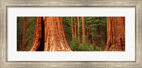 Framed Giant sequoia trees in a forest, California, USA Print