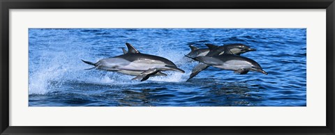 Framed Dolphins in the sea Print