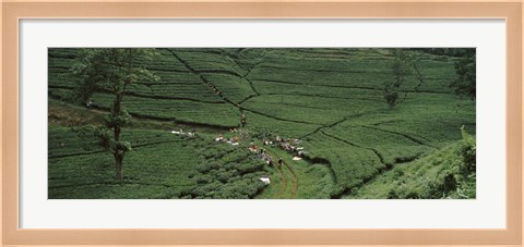 Framed Tea plantation, Java, Indonesia Print