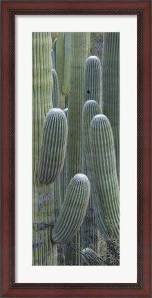 Framed Saguaro cacti, Oro Valley, Arizona, USA Print