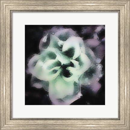 Framed Evening Rose II Print