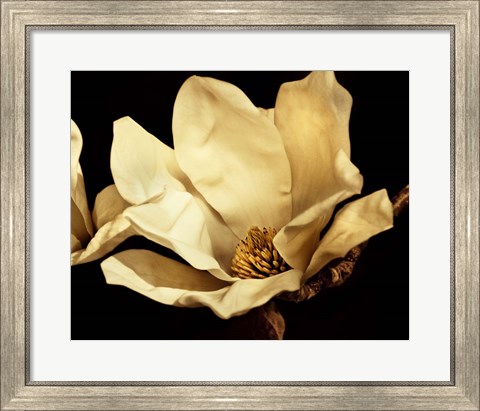 Framed Buttercream Magnolia I Print