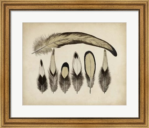 Framed Vintage Feathers VII Print