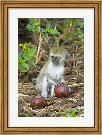 Framed Vervet monkey holding a seed pod, Tarangire National Park, Arusha Region, Tanzania (Chlorocebus pygerythrus) Print