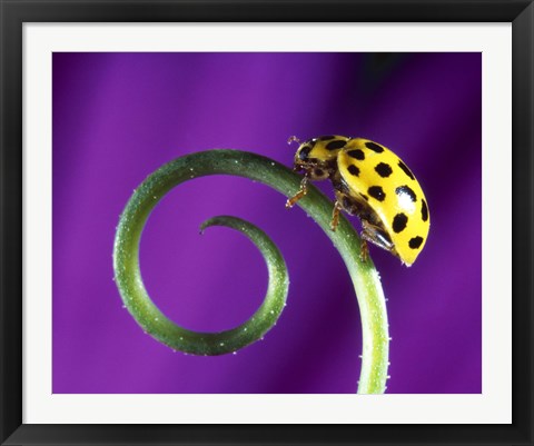 Framed Side view close up of yellow ladybug sitting on a green curlicue shaped leaf Print