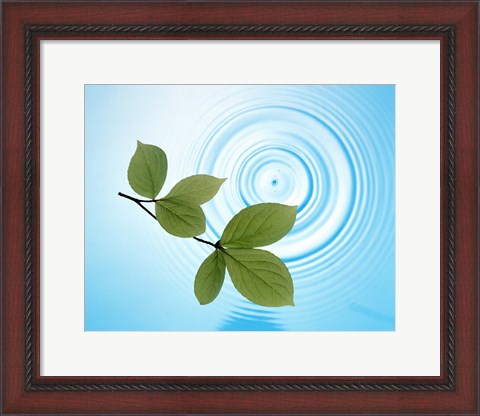 Framed Twig with green leaves above perfect water circles Print