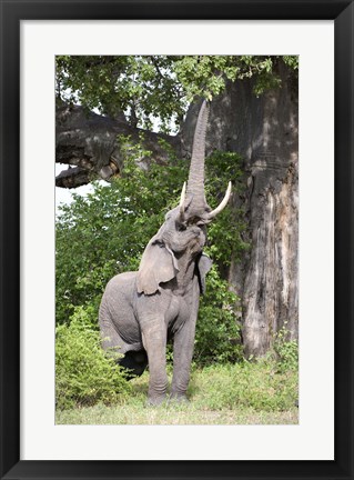 Framed African elephant (Loxodonta africana) reaching for baobab (Adansonia digitata) tree leaves, Tarangire National Park, Tanzania Print