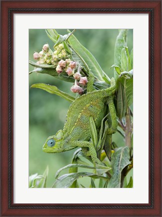 Framed Close-up of a Dwarf chameleon (Brookesia minima), Ngorongoro Crater, Ngorongoro, Tanzania Print