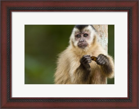 Framed Close-up of a Brown capuchin (Cebus apella), Three Brothers River, Meeting of the Waters State Park, Pantanal Wetlands, Brazil Print
