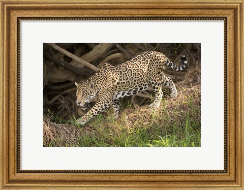 Framed Jaguar (Panthera onca) foraging in a forest, Three Brothers River, Meeting of the Waters State Park, Pantanal Wetlands, Brazil Print