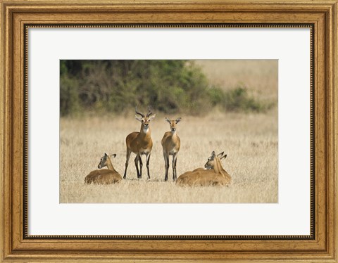 Framed Ugandan kobs (Kobus kob thomasi) mating behavior sequence, Queen Elizabeth National Park, Uganda Print