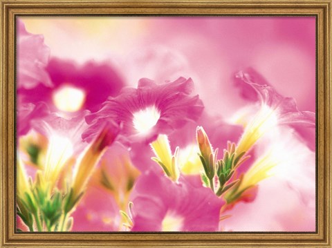 Framed Pink flowers Print