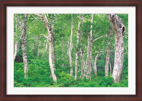 Framed Lush Forest Print