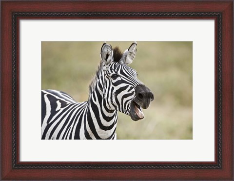 Framed Burchell&#39;s zebra (Equus quagga burchellii) smiling, Tanzania Print