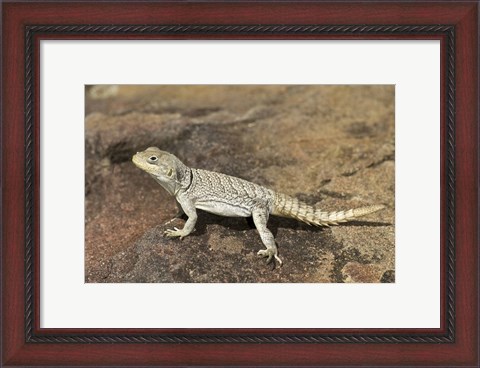 Framed Close-up of a lizard (Oplurus cyclurus), Madagascar Print