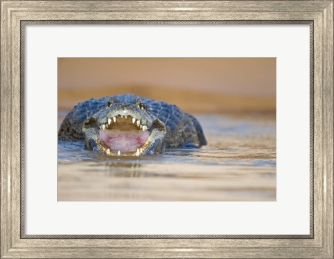 Framed Yacare caiman in a river, Three Brothers River, Meeting of the Waters State Park, Pantanal Wetlands, Brazil Print